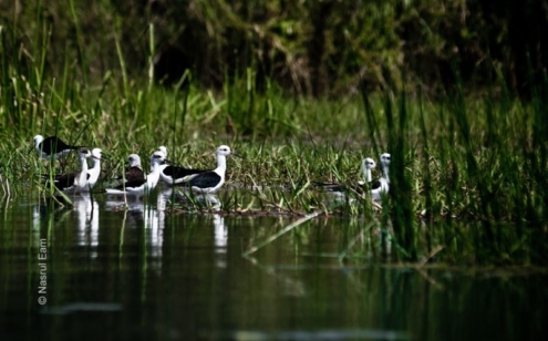 Stilts Wading at the Reeded Shore - Fine Art Photography Prints, Limited Edition Photography, Museum-Quality Photography,  Luxury Photography Art,  Art Photography Prints