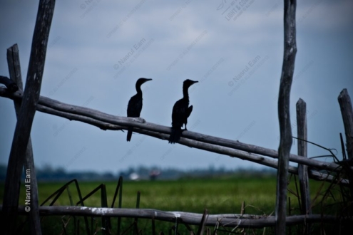 Two Cormorants on a Weathered Rail - Fine Art Photography Print, Limited Edition Photography, Giclée Print, Wildlife Photography,  Art Photography