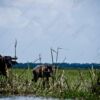 Buffalo and Calf at the Water's Edge - Fine Art Photography Prints, Limited Edition Photography, Giclée Print, Luxury Photography Art, Art Photography Investment