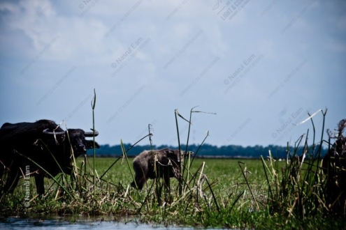 Buffalo and Calf at the Water's Edge - Fine Art Photography Prints, Limited Edition Photography, Giclée Print,  Luxury Photography Art,  Art Photography Investment
