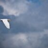 A Solitary Egret Against a Brooding Sky - Fine Art Photography Print, Limited Edition Photography, Giclée Print, Luxury Photography Art,  Art Photography Investment