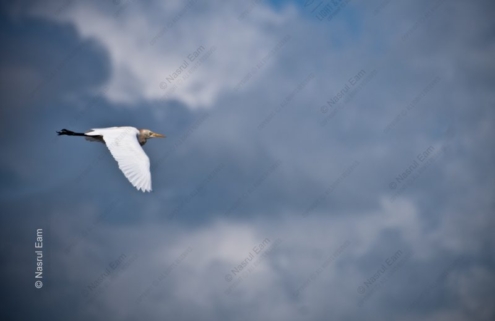 A Solitary Egret Against a Brooding Sky - Fine Art Photography Print, Limited Edition Photography, Giclée Print, Luxury Photography Art,  Art Photography Investment