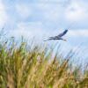Heron in Flight Over Golden Reeds - Fine Art Photography Prints, Limited Edition Photography, Giclée Print, Heron Photography, Luxury Photography Art