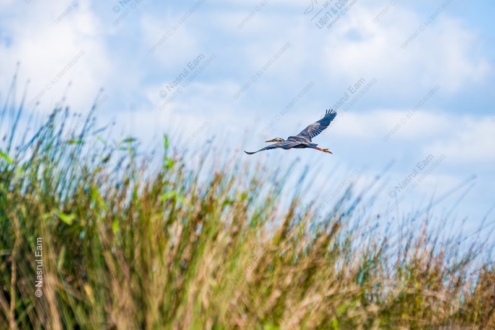 Heron in Flight Over Golden Reeds - Fine Art Photography Prints, Limited Edition Photography, Giclée Print, Heron Photography,  Luxury Photography Art