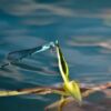 Azure Damselfly at Rest on a Water Leaf - Fine Art Photography Print, Limited Edition Photography, Giclée Print, Nature Photography, Art Photography