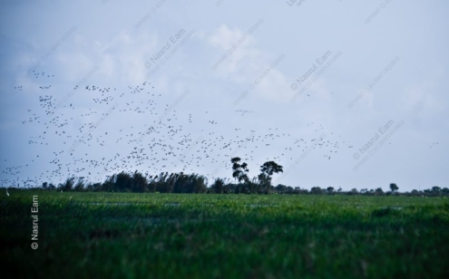 A Thousand Wings Over the Green Plain - Fine Art Photography Prints, Limited Edition Photography, Luxury Photography Art, Museum-Quality Photography, Giclée Photography