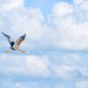 Purple Heron in Open Sky - Fine Art Photography Print, Limited Edition Print, Giclée Print, Purple Heron Photography, Art Photography Investment