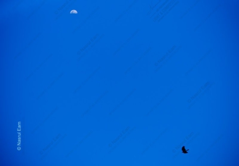 A Bird's Passage Under the Daytime Moon - Fine Art Photography Prints, Limited Edition Prints, Museum-Quality Photography, Luxury Photography Art, Art Photography Investment