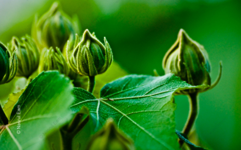A Study of Hibiscus Buds - Fine Art Photography Prints, Limited Edition Photography, Hibiscus Photography, Nature Photography Prints, Luxury Photography Art