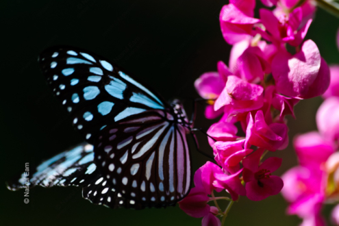 Azure Wings, Crimson Bloom - Fine Art Photography Print, Limited Edition Photography, Luxury Photography Art, Museum-Quality Photography,  Art Photography for Sale
