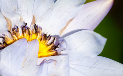 Heart of the Water Lily - Fine Art Photography Prints, Limited Edition Photography, Luxury Photography Art, Giclée Photography, Art Photography Prints