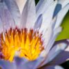 The Illuminated Heart of the Water Lily - Fine Art Photography Prints, Limited Edition Giclée, Museum-Quality Artwork, Photography for Collectors, Luxury Photography Art