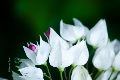White Bells of Enchantment - Fine Art Photography Print, Limited Edition Photography, Luxury Photography Art, Fine Art Prints, Giclée Photography