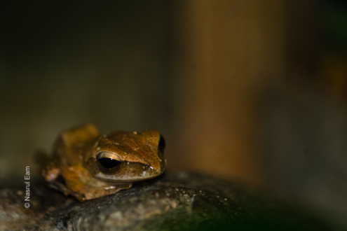 Guardian of the Stone - Fine Art Photography Print, Limited Edition Photography, Luxury Photography Art, Art Photography Collectors, Museum-Quality Photography
