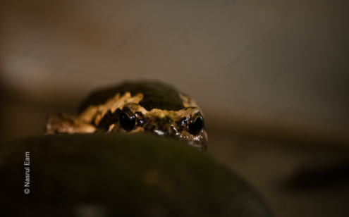Frog in the Shadows - Fine Art Photography Print, Limited Edition Photography, Nature Photography, Art Photography, Giclée Print