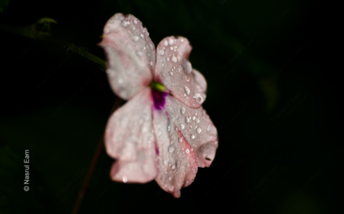 Dew-Kissed Bloom - Fine Art Photography Prints, Limited Edition Photography, Luxury Photography Art, Photography Art Prints, Giclée Prints