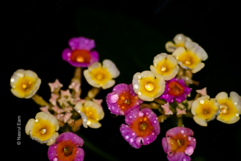 Jewelled Blossoms in the Night - Fine Art Photography Prints, Limited Edition Prints, Giclée Photography, Luxury Photography Art, Photography Art for Sale