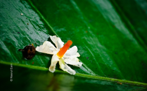 Night-Blooming Jasmine on Emerald Leaf - Fine Art Photography Print, Limited Edition Photography, Giclée Print,  Art Photography,  Luxury Photography Art