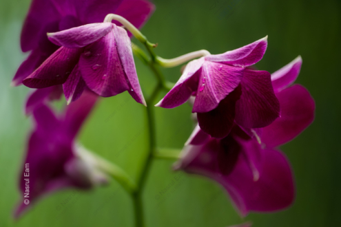 Magenta Orchids in Verdant Light - Fine Art Photography Prints, Limited Edition Photography, Giclée Print, Orchid Photography, Art Photography for Sale