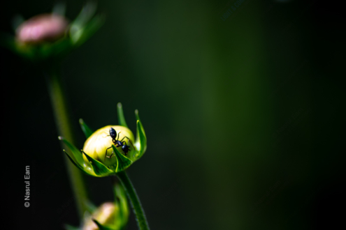 Ant on a Pale Bloom - Fine Art Photography Print, Limited Edition Photography, Macro Photography, Nature Photography, Giclée Print
