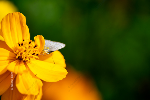 Ethereal Butterfly in the Vibrant Yellow - Fine Art Photography Prints, Limited Edition Photography, Luxury Photography Art, Museum-Quality Photography, Art Photography for Collectors