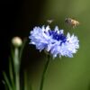 The Blue Cornflower and its Visitors