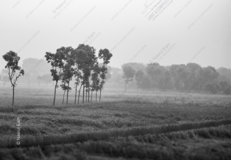 Morning Mist on the Cultivated Field - Fine Art Photography Print, Limited Edition Photography, Landscape Photography, Monochrome Photography, Art Photography for Sale