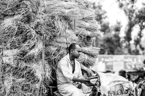 Burden of Harvest - Fine Art Photography Prints, Limited Edition Photography, Giclée Prints, Luxury Photography Art,  Art Photography for Sale