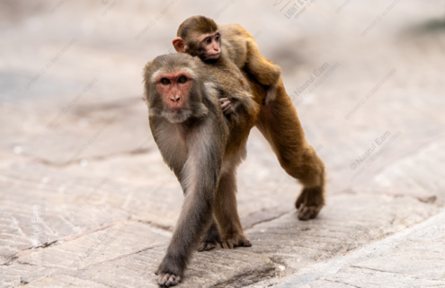 Maternal Passage - Fine Art Photography Prints, Limited Edition Photography,  Museum-Quality Photography,  Luxury Photography Art,  Wildlife Photography