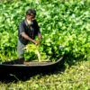 Harvesting the Water Hyacinth - Fine Art Photography Print, Limited Edition Print, Giclée Print,  Contemporary Art Photography,  Water Hyacinth Photography