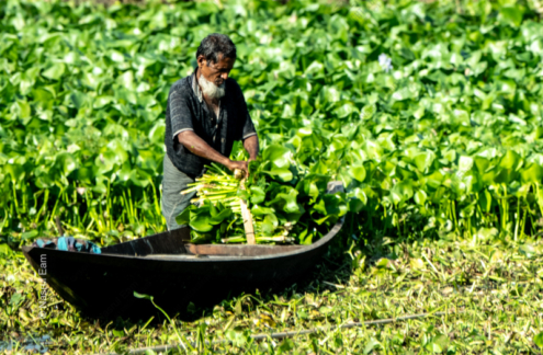 Harvesting the Water Hyacinth - Fine Art Photography Print, Limited Edition Print, Giclée Print,  Contemporary Art Photography,  Water Hyacinth Photography