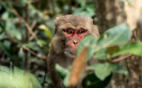 Forest Gaze - Fine Art Photography Print, Limited Edition Photography, Giclée Print,  Luxury Photography Art, Art Photography for Collectors