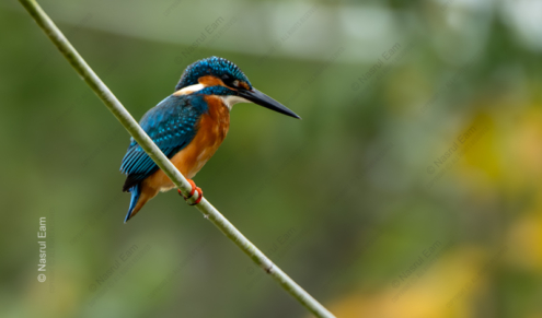 Kingfisher's Vigil - Fine Art Photography Print, Limited Edition Photography, Museum-Quality Artwork,  Luxury Photography Art,  Art Photography for Sale