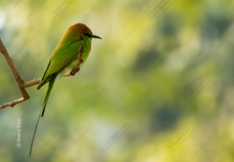 Emerald Perch - Fine Art Photography Print, Limited Edition Photography, Luxury Photography Art, Museum-Quality Photography, Emerald Perch
