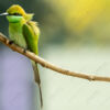 Emerald Plumage of the Green Bee-eater - Fine Art Photography Print, Limited Edition Photography, Giclée Print, Wildlife Photography, Nature Photography