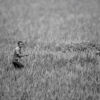 Guiding Hand in the Rice Paddies - Fine Art Photography Print, Limited Edition Photography, Museum-Quality Photography,  Contemporary Art Photography, Photography for Collectors
