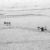 Harvesters in the Rice Paddies - Fine Art Photography Prints, Limited Edition Photography, Giclée Prints, Fine Art Photography,  Art Photography Investment