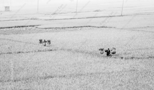Harvesters in the Rice Paddies - Fine Art Photography Prints, Limited Edition Photography, Giclée Prints, Fine Art Photography, Art Photography Investment