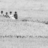 Boys in the Whispering Fields - Fine Art Photography Prints, Limited Edition Photography, Giclée Print, Art Photography for Sale,  Fine Art Photography