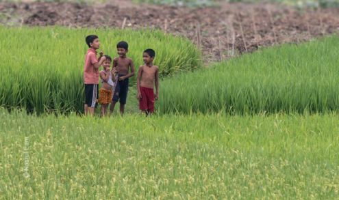 Whispers in the Rice Paddies - Fine Art Photography Prints, Limited Edition Photography, Giclée Prints,  Art Photography Collectors, High-End Photography Prints