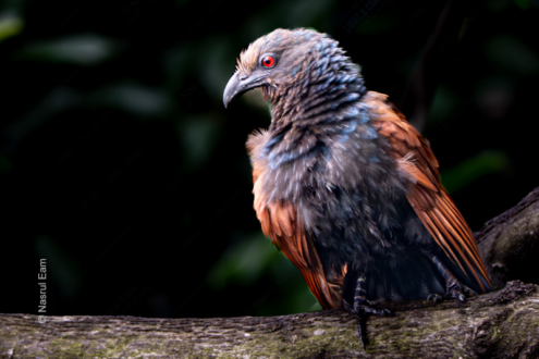 Crimson Sentinel - Fine Art Photography Print, Limited Edition Photography, Giclée Print, Bird Photography, Art Photography for Sale