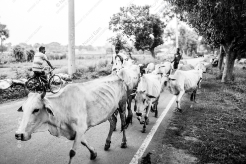 Cattle Drive - Fine Art Photography Print, Limited Edition Photography, Monochrome Photography, Cattle Drive,  Art Photography for Sale