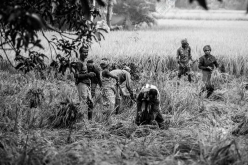 Harvest in the Fields - Fine Art Photography Prints, Limited Edition Photography, Museum-Quality Photography,  Contemporary Art Photography,  Photography Prints for Collectors
