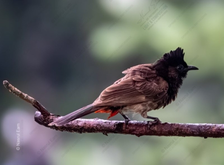 Red-Vented Bulbul on a Weathered Branch - Fine Art Photography Print, Limited Edition Photography, Giclée Print, Wildlife Photography, Art Photography for Sale