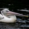 The White Pelican in Repose - Fine Art Photography Print, Limited Edition Photography, Wildlife Photography Art,  Luxury Photography Art, Pelican Photography