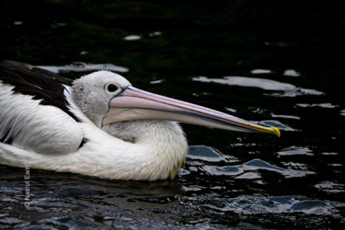 The White Pelican in Repose - Fine Art Photography Print, Limited Edition Photography, Wildlife Photography Art,  Luxury Photography Art, Pelican Photography