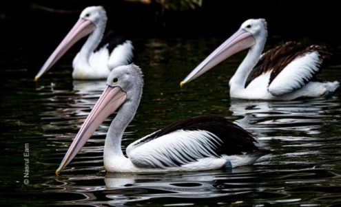Three Pelicans on Dark Water - Fine Art Photography Print, Limited Edition Photography, Museum-Quality Photography,  Art Photography Print,  Luxury Photography Art