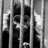 Langur Behind Iron Bars - Fine Art Photography Print, Limited Edition Photography, Black and White Photography,  Museum-Quality Print, Contemporary Art Photography