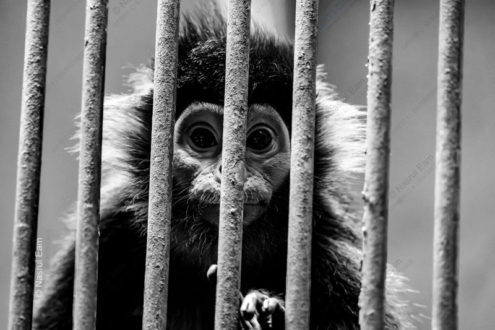 Langur Behind Iron Bars - Fine Art Photography Print, Limited Edition Photography, Black and White Photography,  Museum-Quality Print, Contemporary Art Photography