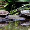 Two Turtles at Rest on a Log - Fine Art Photography Print, Limited Edition Print, Nature Photography, Wildlife Photography, Giclée Print